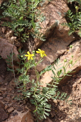 Sibbaldianthe orientalis