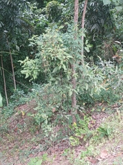 Ficus sur