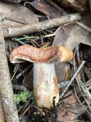 Lactarius rubrilacteus