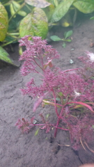 Teloxys aristata