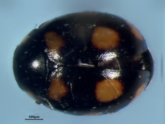 Brachiacantha ursina
