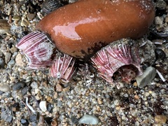 Megabalanus