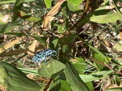 Chrysolopus spectabilis