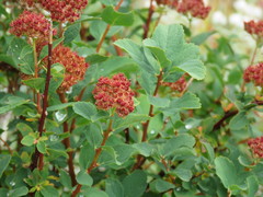 Spiraea splendens