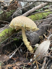 Lepiota magnispora