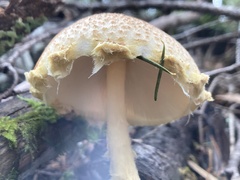 Lepiota magnispora