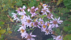 Aster tataricus