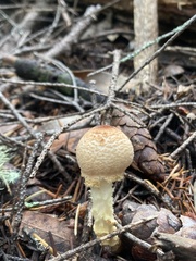 Lepiota magnispora