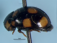 Brachiacantha ursina