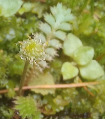 Leptinella
