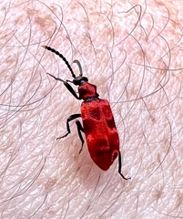 Lemodes coccinea