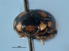 Brachiacantha ursina