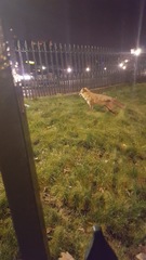 Vulpes vulpes