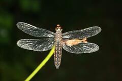 Lyriothemis