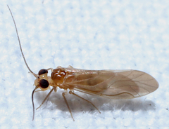 Valenzuela pinicola