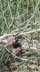 Allocasuarina muelleriana