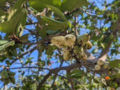 Cordia sebestena