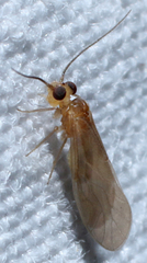Valenzuela pinicola