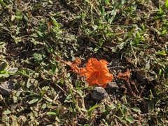 Cordia sebestena