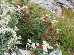 Spiraea splendens