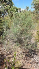 Allocasuarina muelleriana