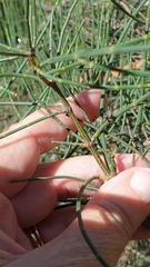 Allocasuarina muelleriana