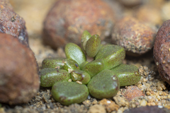 Dudleya brevifolia