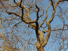 Dalbergia latifolia