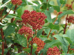 Spiraea splendens