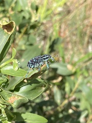 Chrysolopus spectabilis