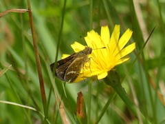 Taractrocera papyria