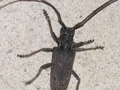 Acalolepta