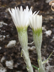 Celmisia major major