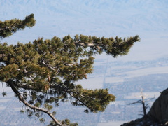 Pinus flexilis