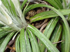 Celmisia major major