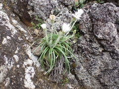 Celmisia major major