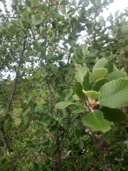 Cercocarpus macrophyllus