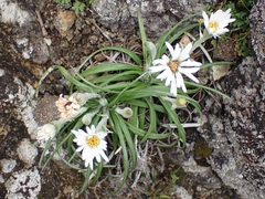 Celmisia major major