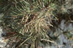 Pinus brutia