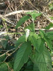 Heliotropium transalpinum