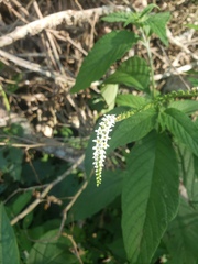 Heliotropium transalpinum