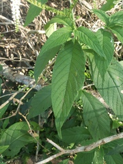 Heliotropium transalpinum