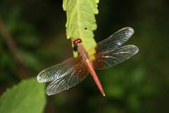 Neurothemis intermedia