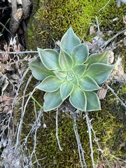 Dudleya cymosa pumila