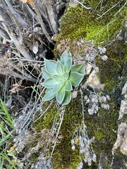 Dudleya cymosa pumila
