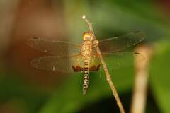 Hydrobasileus croceus