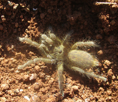 Ceratogyrus