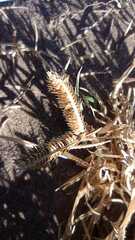 Cynodonteae