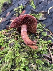 Tubaria punicea