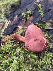 Tubaria punicea